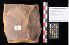 Foto (Objekt + Etikett) von Quercus palaeoilex Ettingshausen (NHMW-GEO-2024-0188-0812)